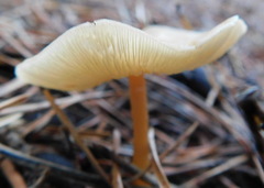 Agaricales