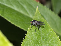 Hylemya latevittata