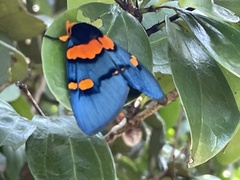 Egybolis vaillantina