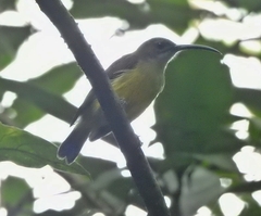 Arachnothera longirostra