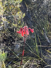 Blandfordia punicea