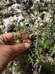 Cruciata taurica