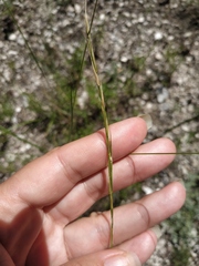 Achnatherum bromoides