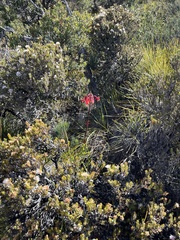Blandfordia punicea