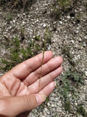 Achnatherum bromoides