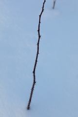 Rosa majalis