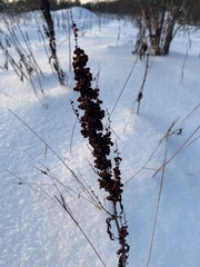 Rumex confertus