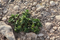 Primulaceae