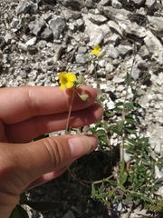 Helianthemum