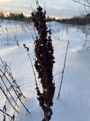 Rumex confertus