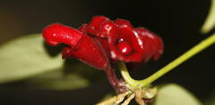 Aeschynanthus