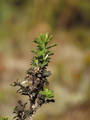 Baccharis tricuneata