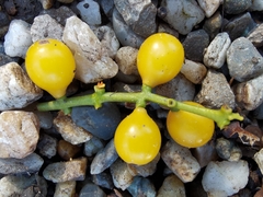 Loranthus europaeus