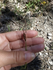 Carex flacca serrulata