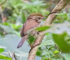 Pellorneum ruficeps