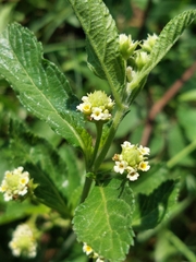 Lippia rehmannii
