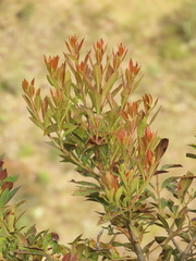 Gaiadendron punctatum