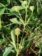 Lippia rehmannii