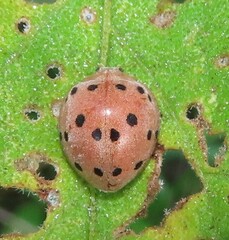Solanophila paykullii