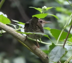 Pellorneum ruficeps