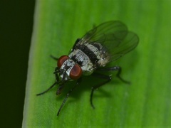 Anthomyia silvestris