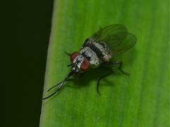 Anthomyia silvestris