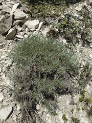 Onosma polyphylla