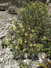 Scutellaria orientalis