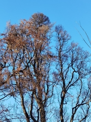 Loranthus europaeus