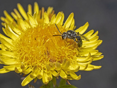 Lasioglossum viride