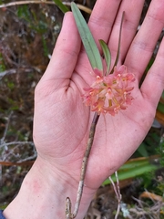 Epidendrum oxysepalum