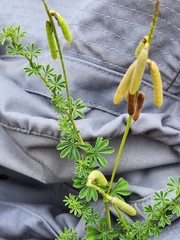 Indigofera digitata