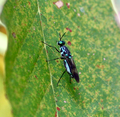 Eudmeta marginata