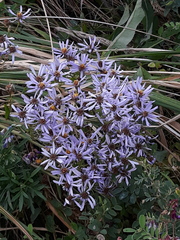Aster tataricus