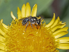 Lasioglossum viride