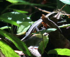 Eutropis