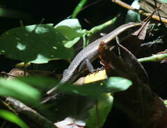 Eutropis