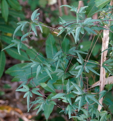 Clematis formosana