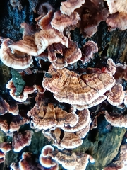 Stereum gausapatum