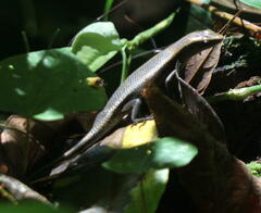 Eutropis