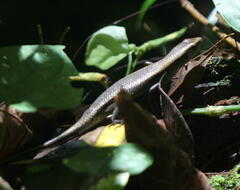 Eutropis