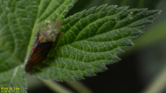 Neotituria kongosana