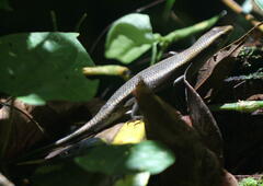 Eutropis