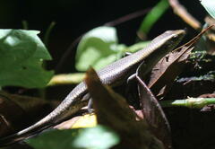 Eutropis