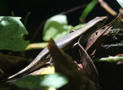 Eutropis