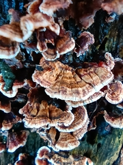 Stereum gausapatum