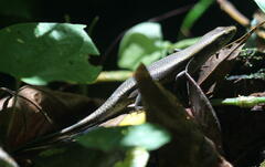 Eutropis