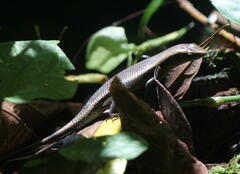 Eutropis