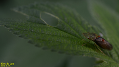 Neotituria kongosana
