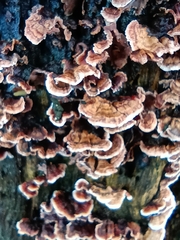 Stereum gausapatum